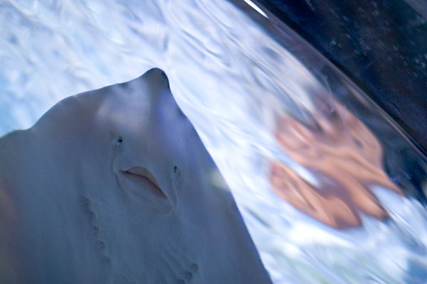 Lurking Ray